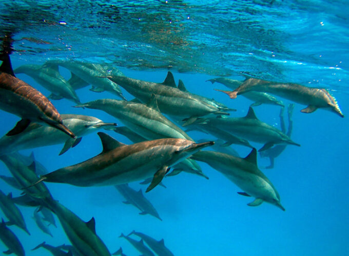 Escursione a Sataya Dolphin Reef da Port Ghalib – Nuota con i Delfini