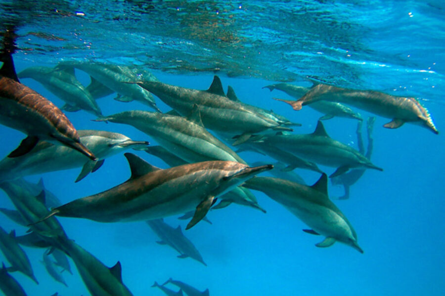 Escursione a Sataya Dolphin Reef da Port Ghalib – Nuota con i Delfini