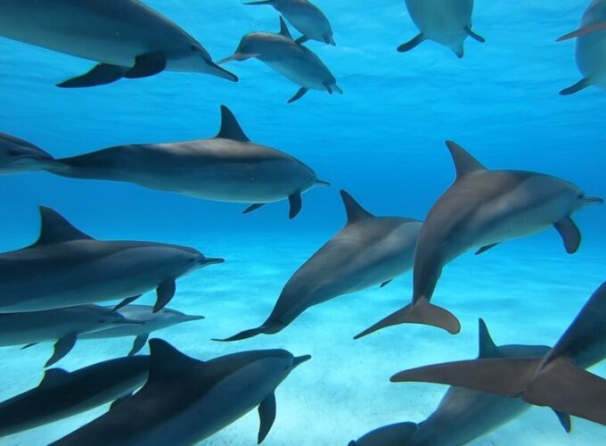 Snorkeling al Dolphin House da Makadi Bay