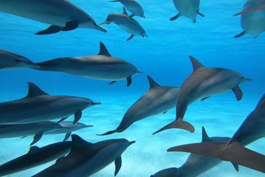 Snorkeling al Dolphin House da Makadi Bay