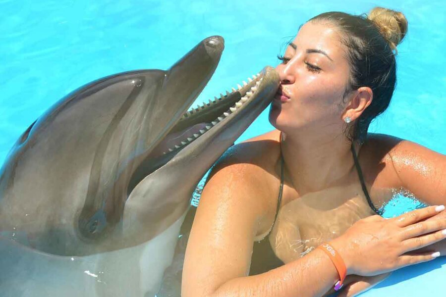 Nuotare con i delfini a sharm el sheikh