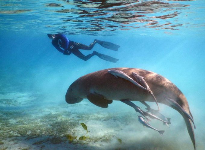 Marsa Mubarak Excursion: Snorkel with Turtles & Dugongs