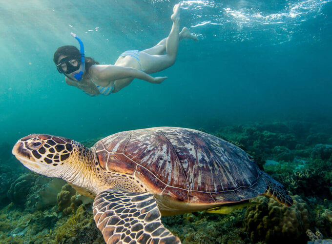 Escursione di Snorkeling ad Abu Dabab da Port Ghalib: Incontra le Tartarughe