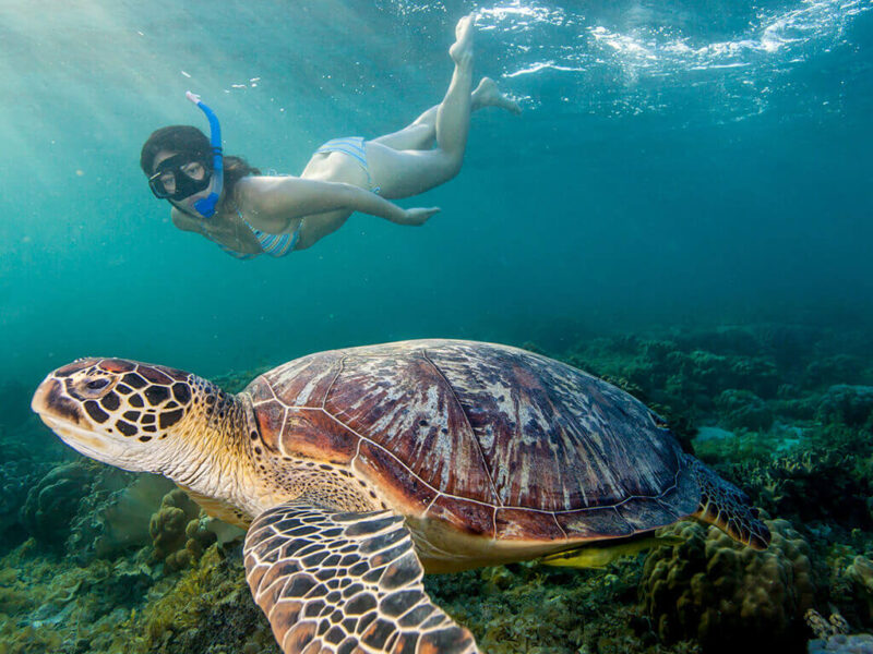 Escursione di Snorkeling ad Abu Dabab da Port Ghalib: Incontra le Tartarughe