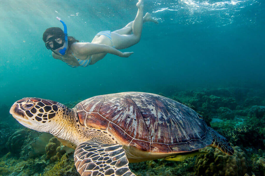 Escursione di Snorkeling ad Abu Dabab da Port Ghalib: Incontra le Tartarughe