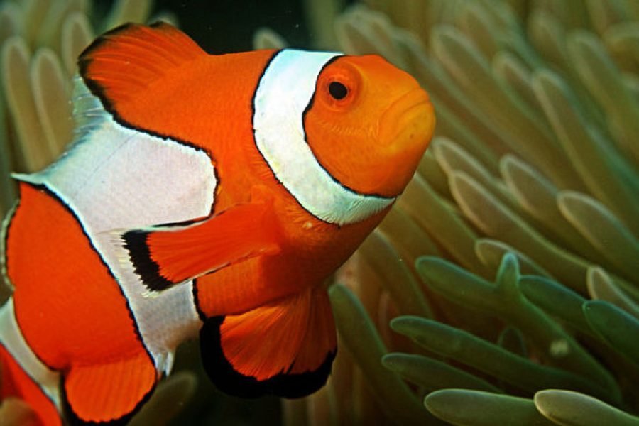 Day trip to Ras mohammed by land full day