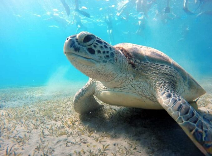 Snorkeling ad Abu Dabbab da El Quseir (Casa delle Tartarughe)