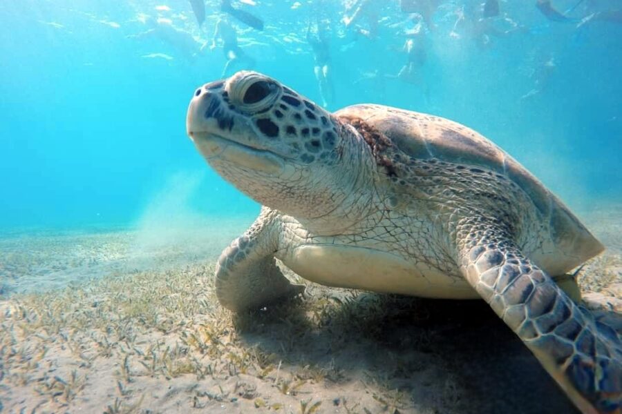Snorkeling ad Abu Dabbab da El Quseir (Casa delle Tartarughe)