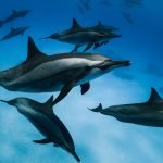 Baia dei Delfini di Marsa Alam