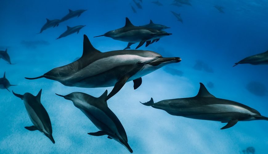 Baia dei Delfini di Marsa Alam