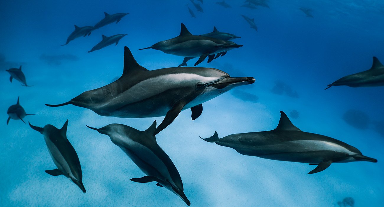 Baia dei Delfini di Marsa Alam