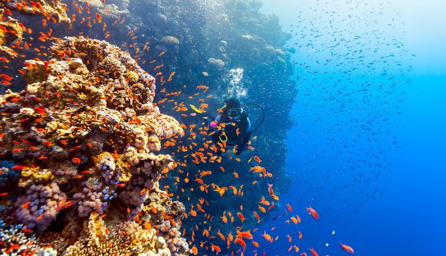 Barriera Corallina Marsa Alam