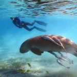 Dugongo a Marsa Alam|Chi è il Dugongo?|Chi è il Dugongo?|Snorkeling e Dugongo