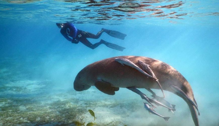 Dugongo a Marsa Alam|Chi è il Dugongo?|Chi è il Dugongo?|Snorkeling e Dugongo