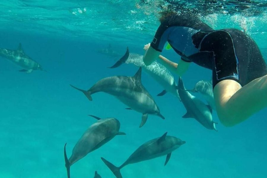 Gita di snorkeling alla Sataya Dolphin House