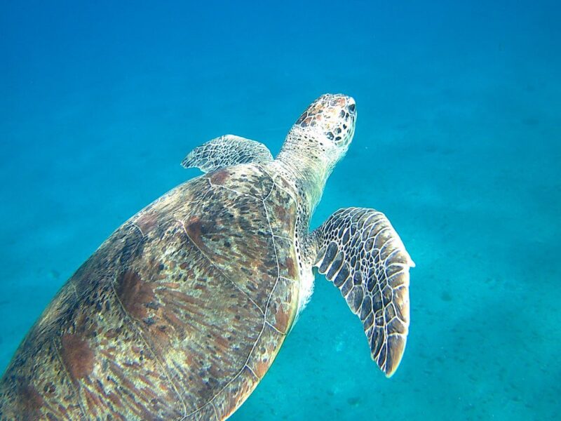 Abu Dabbab Dugong snorkeling El Gouna