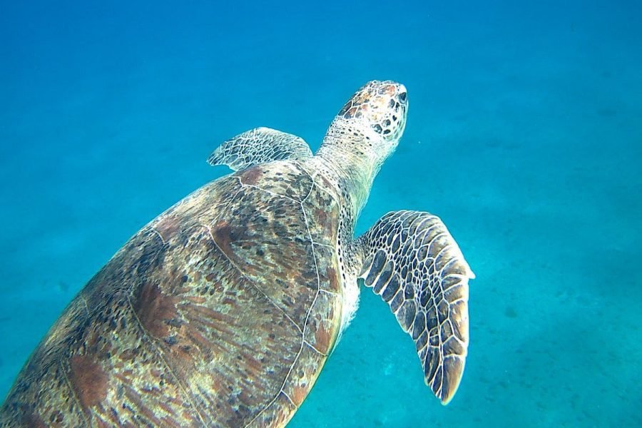 Abu Dabbab Escursioni - Gita alla Baia dei Dugonghi