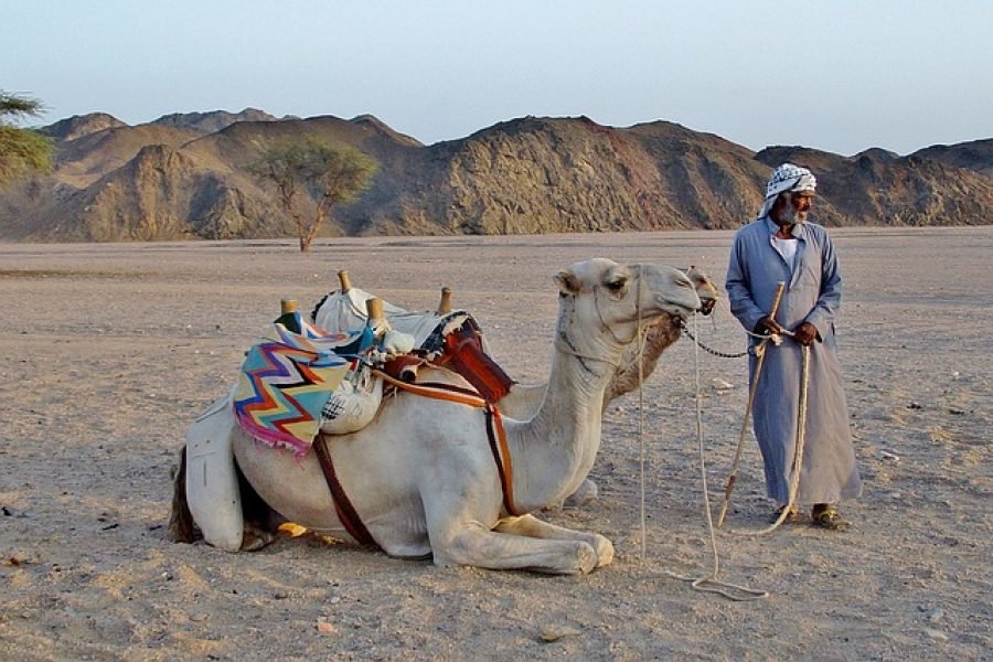 Camel Ride in Sharm el Sheikh Desert