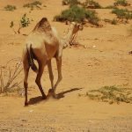 La situazione egitto oggi - Sharm el sheik ora
