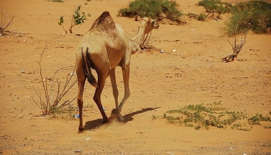 La situazione egitto oggi - Sharm el sheik ora