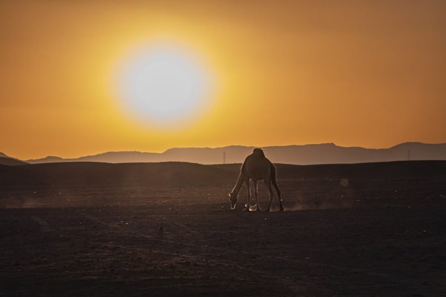 Cena beduina a Marsa Alam e osservazione delle stelle