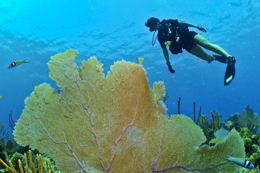 Immersioni subacquee dalla spiaggia Sharm el sheikh