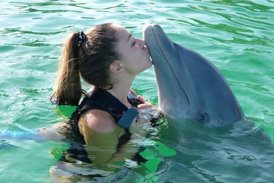 sharm el sheikh delfini