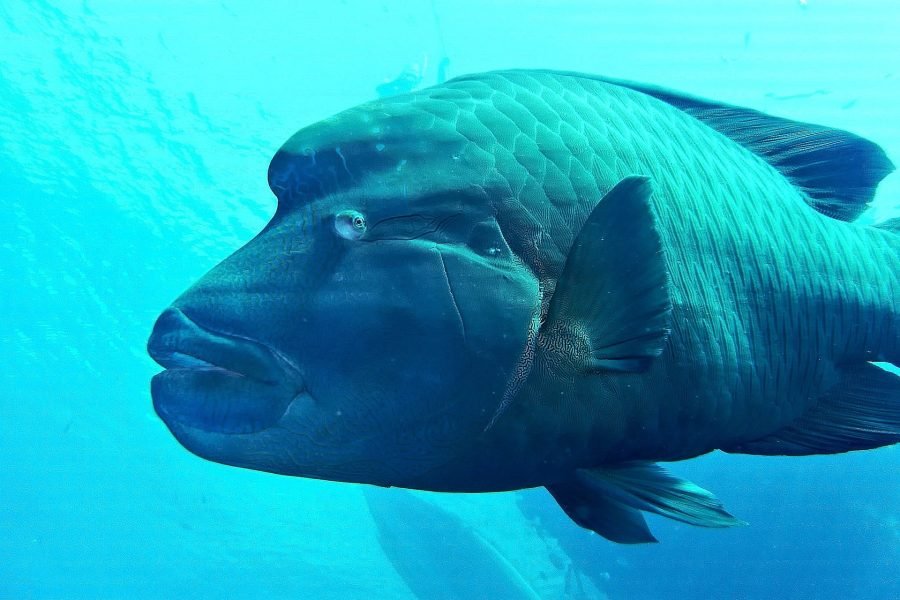 Escursione barca di vetro sharm el sheikh