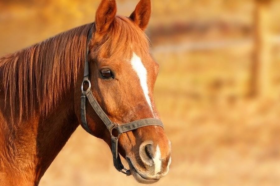 Horseback riding on the beach in Sharm el sheikh