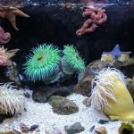 Migliori barriere coralline di sharm el sheikh