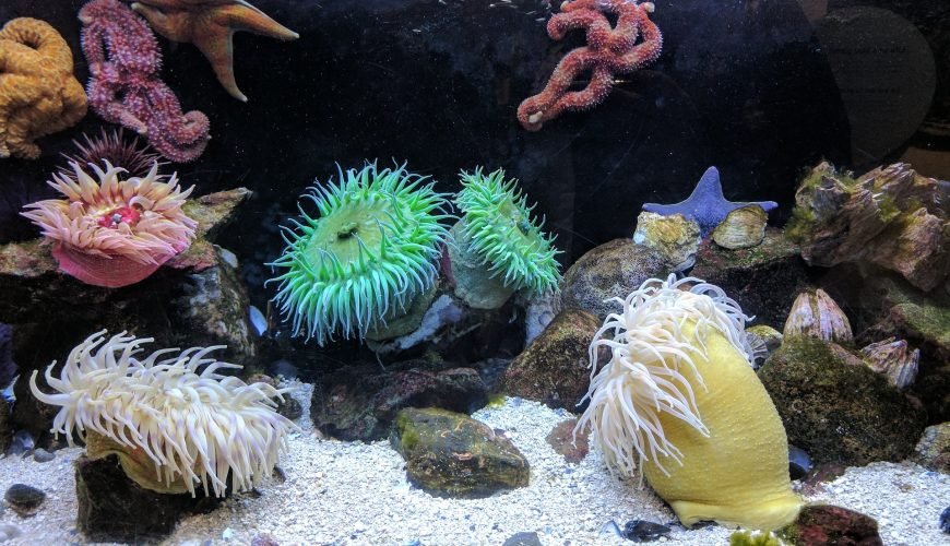 Migliori barriere coralline di sharm el sheikh