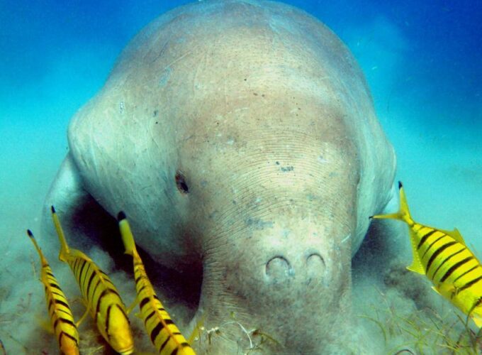 Escursione ad Abu Dabbab da Sahl Hasheesh – Nuota con le Tartarughe