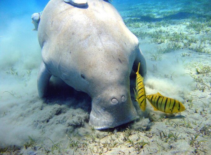 Escursione Abu Dabbab Dugong snorkeling da El Gouna