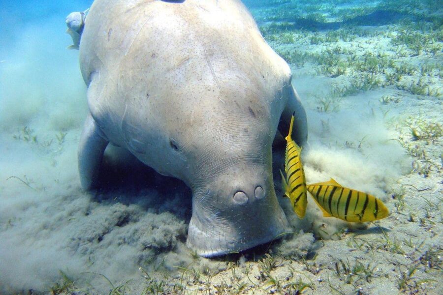 Escursione Abu Dabbab Dugong snorkeling da El Gouna