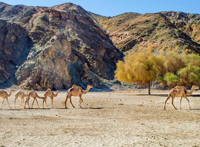 Escursione al Parco Nazionale di Wadi El Gemal da Port Ghalib