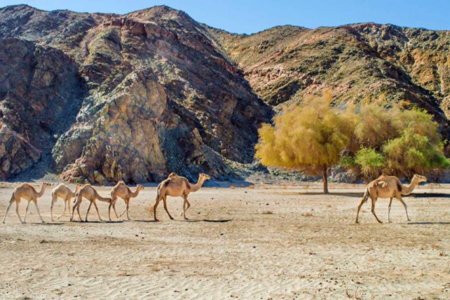 Escursione al Parco Nazionale di Wadi El Gemal da Port Ghalib
