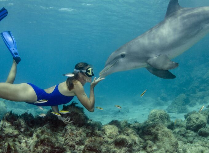 Snorkeling alla Casa dei Delfini (Shaab Samadai) da El Quseir