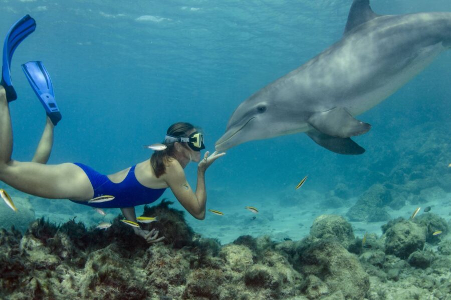 Snorkeling alla Casa dei Delfini (Shaab Samadai) da El Quseir